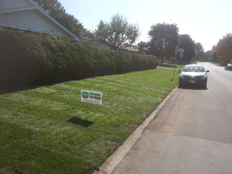 20%20Suffolk%20side%20lawn%20after%20sod