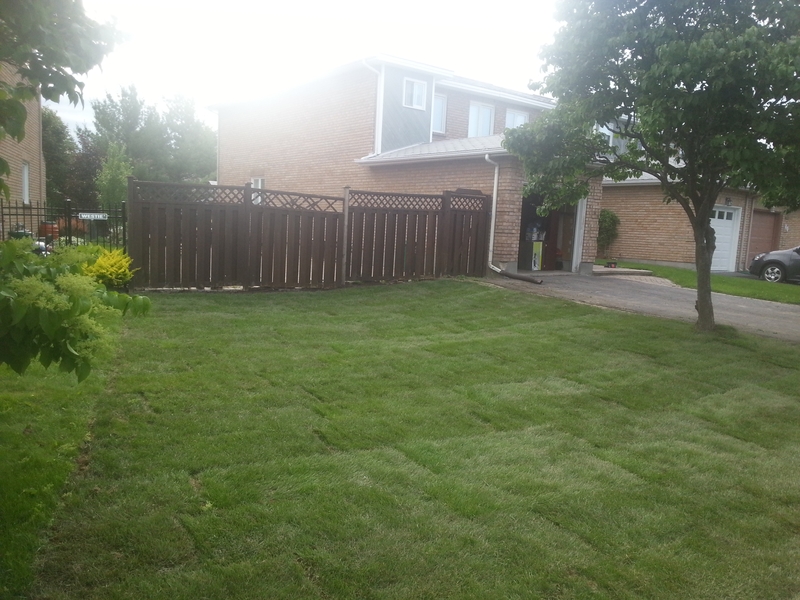 44%20Kennevale%20front%20lawn%20After%20new%20sod%20installed