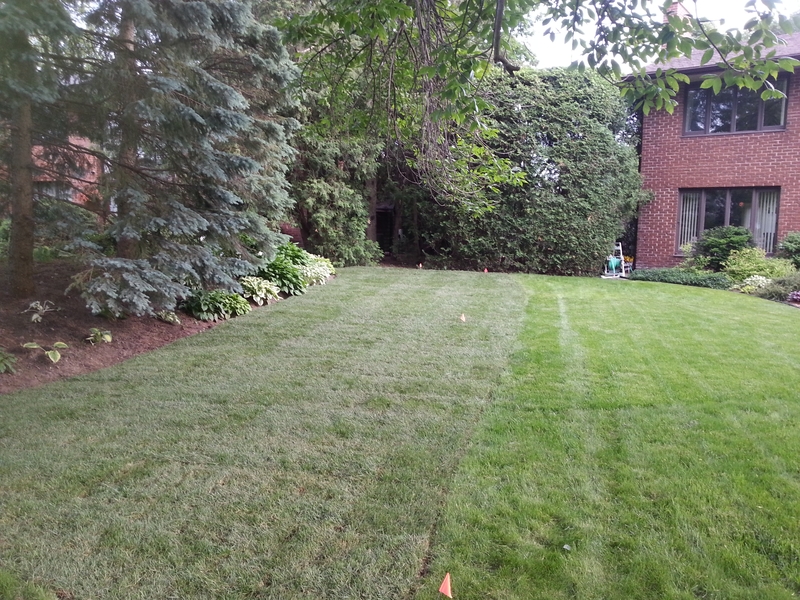 52%20Pentland%20front%20grass%20After%20Sod%20repair