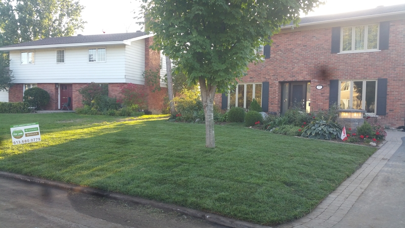 aluetian%20front%20lawn%20after%20re-sodding