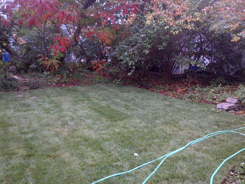 back%20lawn%20fall%20re-sodding