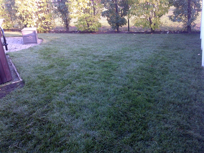 freshly%20sodded%20back%20yard