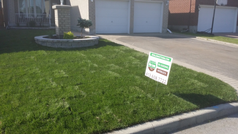 front%20lawn%20grass%20replacement