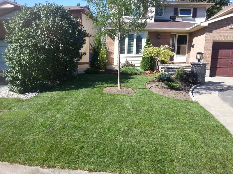 front%20lawn%20in%20orlean%20awith%20new%20sod