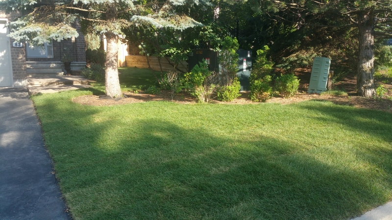 front%20lawn%20with%20trees%20and%20new%20grass