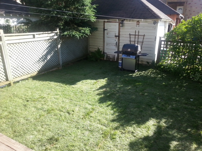 glebe%20back%20lawn%20re-sodded