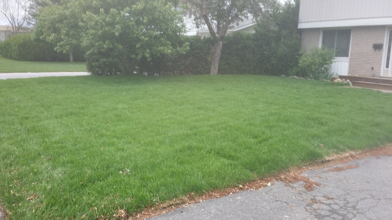 large%20grass%20replacement%20front%20lawn