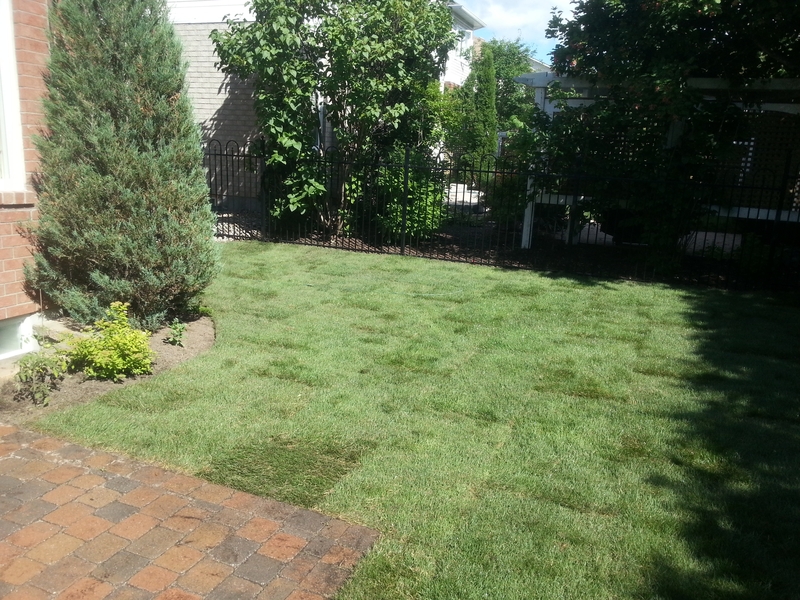 medium%20sized%20back%20lawn%20with%20new%20grass