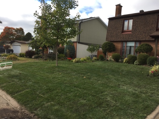 nepean%20front%20lawn%20re-sodding