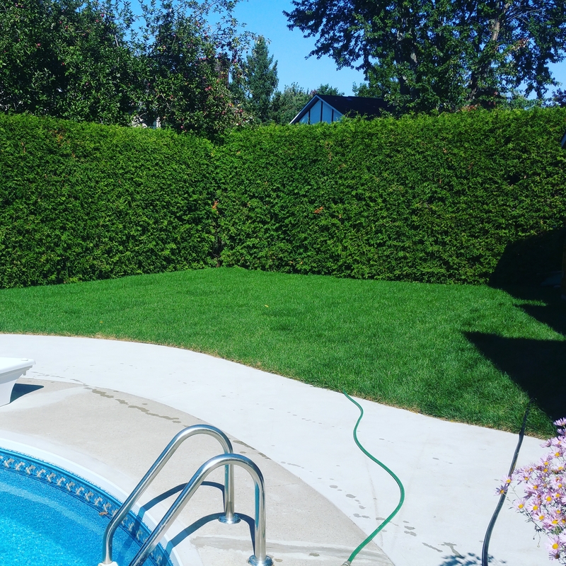 new%20grass%20beside%20back%20yard%20pool