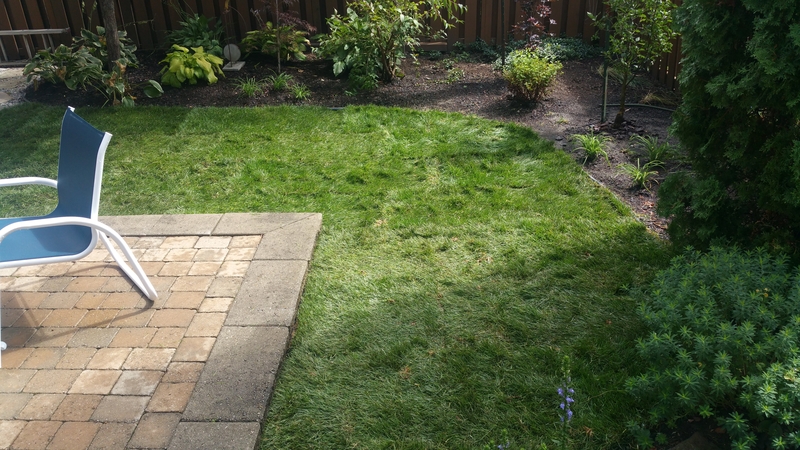 new%20sod%20in%20back%20yard%20beside%20patio