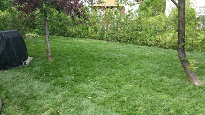 new%20sod%20in%20big%20back%20yard%20in%20ottawa