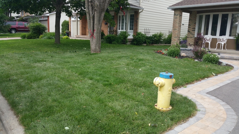 new%20sod%20on%20front%20lawn%20fire%20hydrant