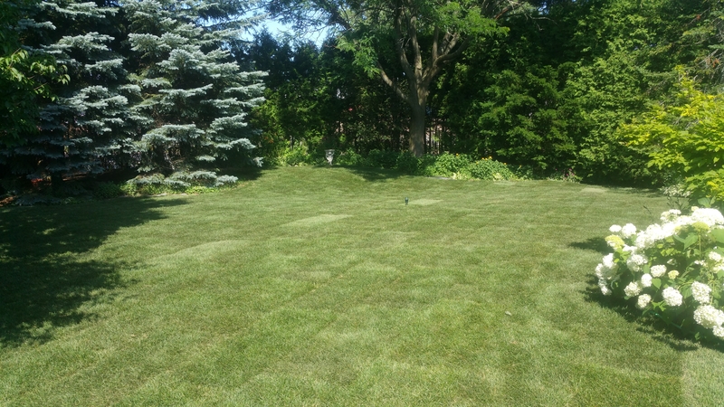 orleans%20back%20lawn%20after%20re-sodding