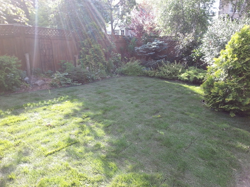 re-sod%20in%20sunny%20back%20lawn