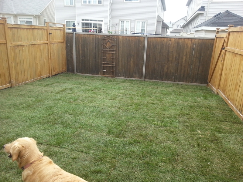 re-sodded%20back%20lawn%20with%20gold%20retriever