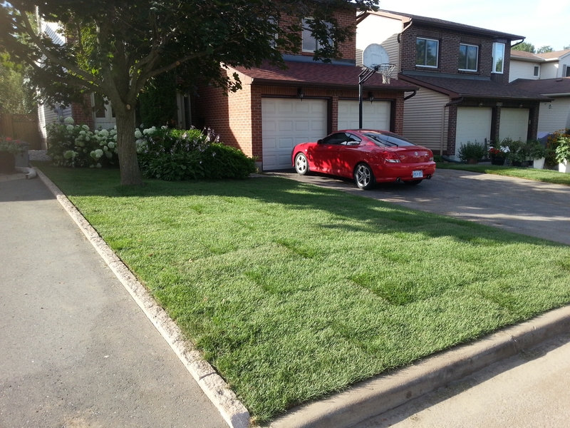 shared%20front%20lawn%20in%20barrhaven%20resodded%20red%20car