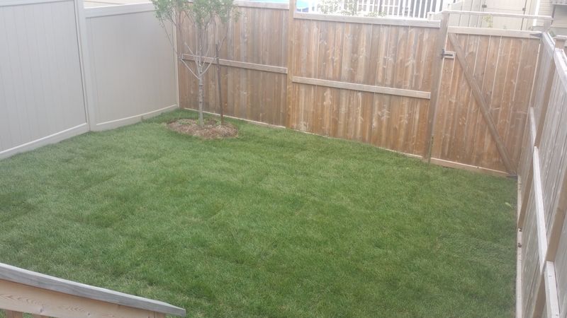 small%20back%20yard%20with%20new%20grass