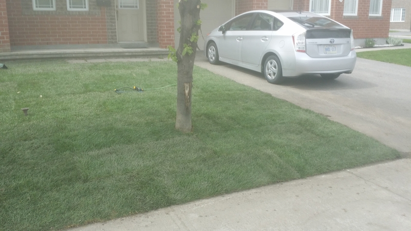 small%20front%20lawn%20new%20lawn