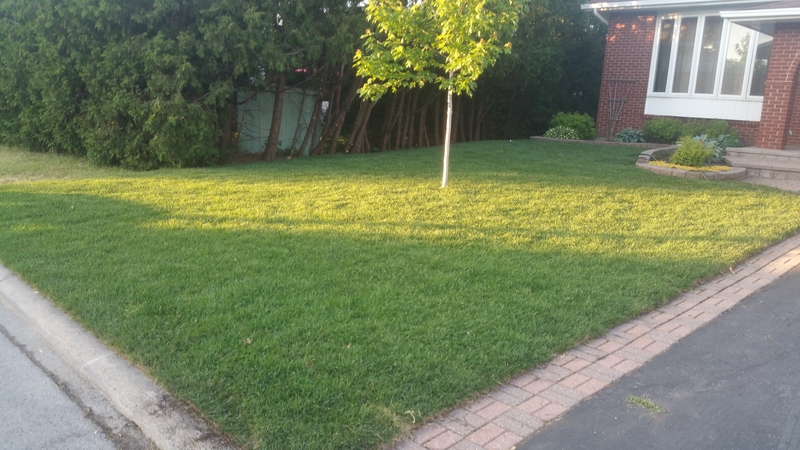 sod%20installed%20on%20front%20lawn%20brick%20house