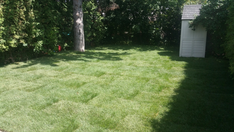 sunny%20back%20lawn%20after%20re-sodding