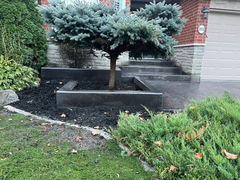 Stamped concrete steps and walkway leading to a front porch, bordered by black concrete planters with a trimmed evergreen tree and mulched garden beds.