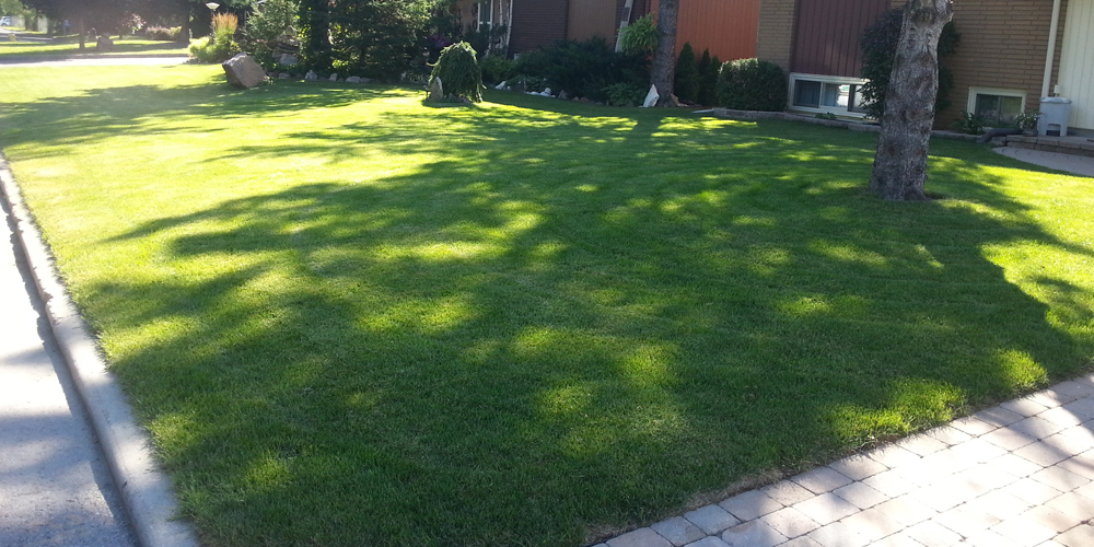 front lawn re-sodding orleans 