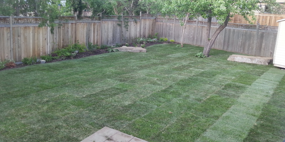 back lawn sod installation nepean 