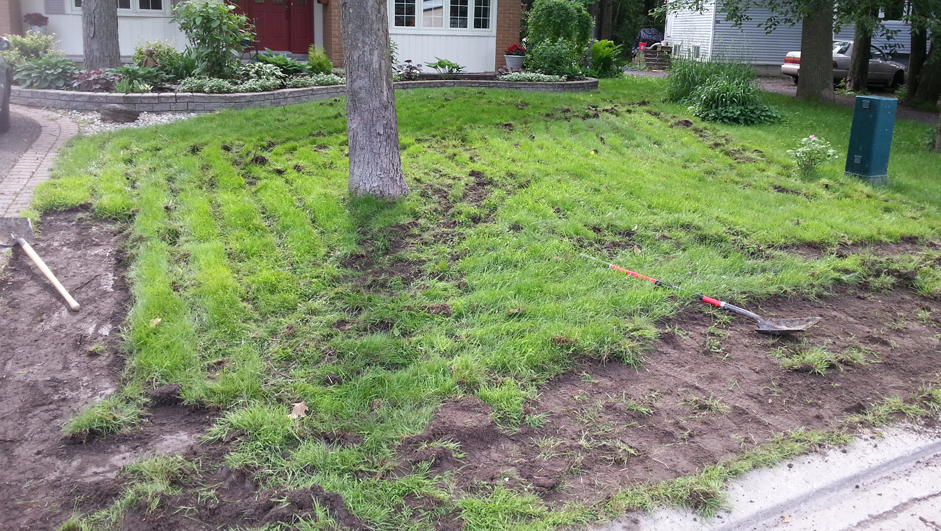 removing old grass from front lawn